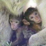 Barbary Macaque monkeys